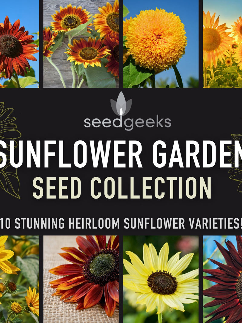 Heirloom Sunflower Seed Collection Ð 10 Varieties, Non-GMO seeds bulk