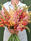 50+ Aesthetic tall Pastel color Snapdragon mix (Antirrhinum majus maximum) Seeds flower spore