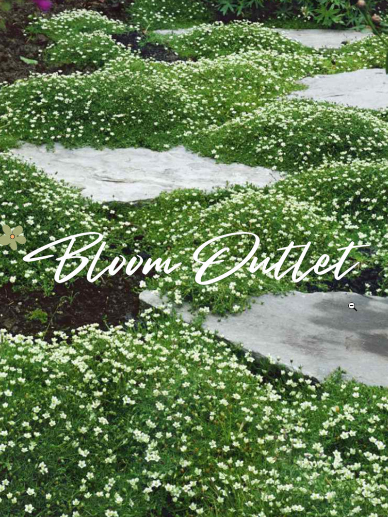247/1235 IRISH MOSS Seeds Pearlwort Flower Garden Seeds Ground Cover Seeds Perennial Plants Sagina subulata seeds bulk
