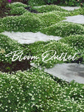 247/1235 IRISH MOSS Seeds Pearlwort Flower Garden Seeds Ground Cover Seeds Perennial Plants Sagina subulata seeds bulk