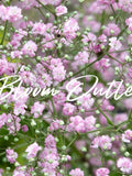 360/1440 Gysophila Pink Baby's Breath Garden Seeds*Filler in Flower Arrangements*Drought Tolerant Plant*Gypsophila elegans Rosea*FLAT SH seeds bulk