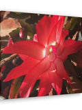Red Christmas Cactus Floral Photo 10x8 Canvas Wrap Photograph Garden Flower Wall Art Gift for Mom Sister Office New Home Decor Picture Life house warming flower