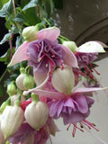 20+ Color Mix Fuchsia Seeds - Vibrant Potted Flower Seeds, Colorful Flower Garden, Non-GMO, Ideal for Containers and Flowerbeds flower seeds