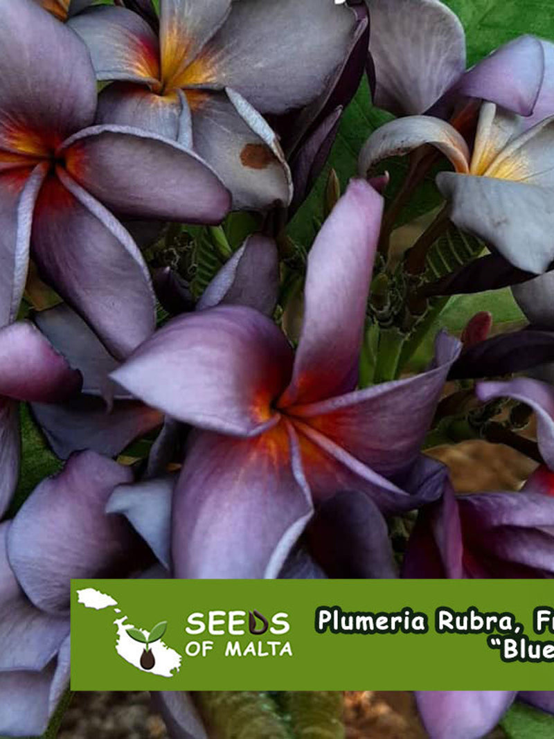 Plumeria Rubra, Frangipani Blue Canyon, Purple flowers! 5 fresh seeds 2025 from Thailand. Bestseller! FLOWER DELIVERY