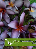 Plumeria Rubra, Frangipani Blue Canyon, Purple flowers! 5 fresh seeds 2025 from Thailand. Bestseller! FLOWER DELIVERY