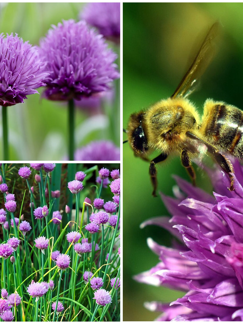 CHIVE HERB SEEDS - Allium / Perennial Garden Herb / Plant Seeds Only Once / Natural Pest Control in the Family Garden / Huge Pollen Producer seeds bulk
