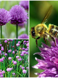 CHIVE HERB SEEDS - Allium / Perennial Garden Herb / Plant Seeds Only Once / Natural Pest Control in the Family Garden / Huge Pollen Producer seeds bulk