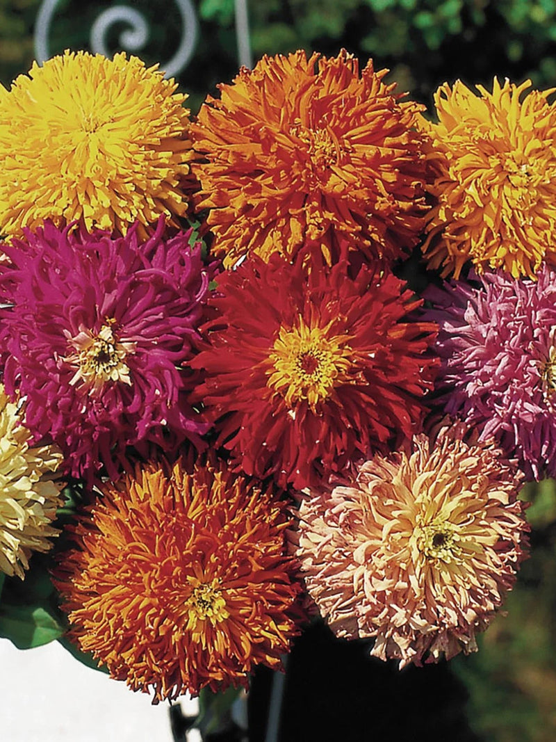 Cactus Zinnia Flower Seeds Mix Ð Quilled Petals, Assorted Colors seeds bulk