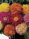 Cactus Zinnia Flower Seeds Mix Ð Quilled Petals, Assorted Colors seeds bulk