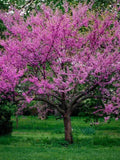 Eastern Redbud Tree Seeds, Bonsai, Cercis Canadensis CE8220R seeds bulk