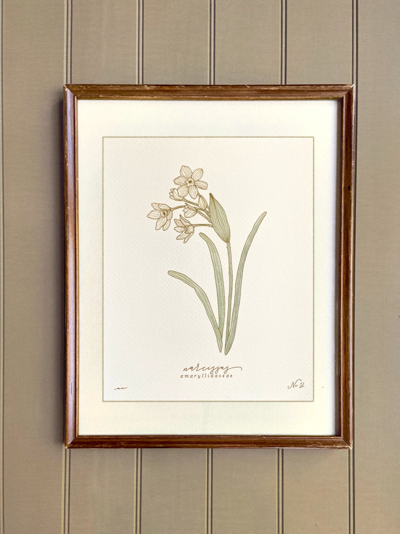 DECEMBER birth flower art print | heirloom botanical wall art | hand drawn NARCISSUS birthday flower