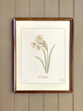 DECEMBER birth flower art print | heirloom botanical wall art | hand drawn NARCISSUS birthday flower