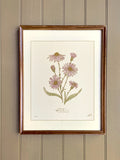 SEPTEMBER birth month flower print | heirloom botanical wall art | hand drawn ASTER birthday flower