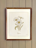 DAISY birth flower art print | APRIL birthday gift | heirloom botanical wall art birthday flower