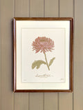 NOVEMBER birth flower art print | meaningful, heirloom home decor | hand drawn CHRYSANTHEMUM birthday flower