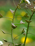 BULK Shepherd's Purse Seeds Wild Harvested by hand in Alberta, Canada seeds bulk