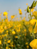 Sunn Hemp Seeds, Food Forest, Crotalaria Juncea, Indian Hemp CJ201M seeds bulk