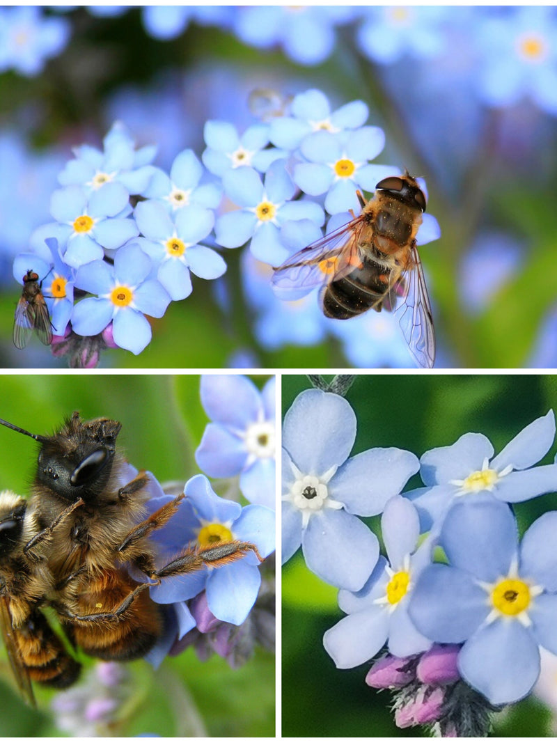 FORGET ME NOT Chinese Flower Seeds - Cynoglossum Amabile / Chinese Hounds Tongue / Sky Blue Chinese Forget Me Not Flower Seeds flower seeds
