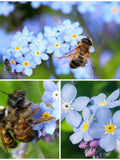 FORGET ME NOT Chinese Flower Seeds - Cynoglossum Amabile / Chinese Hounds Tongue / Sky Blue Chinese Forget Me Not Flower Seeds flower seeds