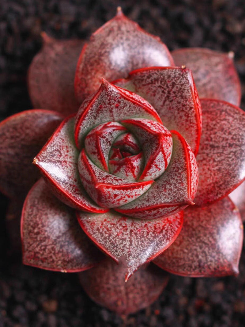 Echeveria purpusorum, 10 Seeds, Succulent Seeds seeds bulk