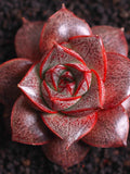 Echeveria purpusorum, 10 Seeds, Succulent Seeds seeds bulk