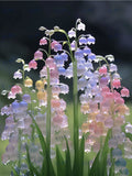 50Pcs Canterbury Bells Seeds, MIX seeds - Heirloom Flower (Campanula medium) - Elegant Bloom (#6988) flower spore