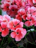 GERANIUM BLACK FOLIAGE Mix Flower Colours, Bullseye Pelargonium Dark Chocolate Leaves Foliage, 5 Seeds flower spore