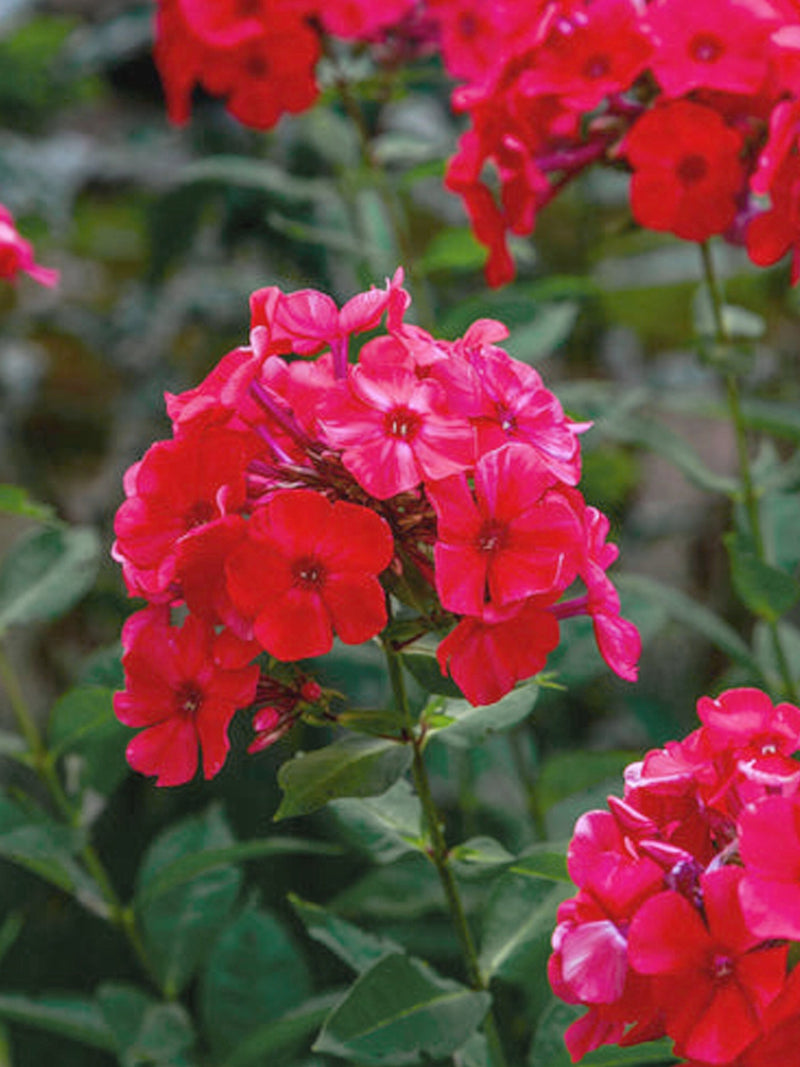 Crimson Phlox Flower Seeds - Grow Beautiful Flowers Indoors, Outdoors, In Pots, Grow Beds, Soil, Hydroponics & Aquaponics flower seeds