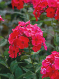 Crimson Phlox Flower Seeds - Grow Beautiful Flowers Indoors, Outdoors, In Pots, Grow Beds, Soil, Hydroponics & Aquaponics flower seeds
