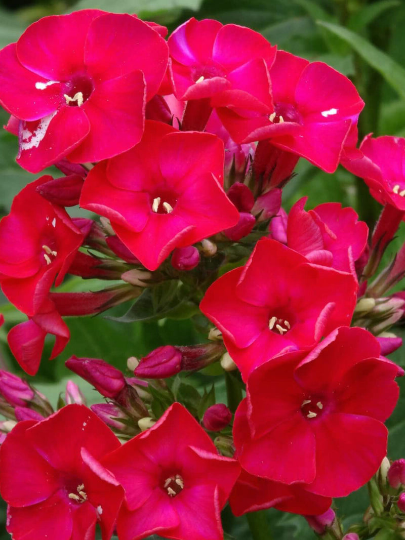 Scarlet Phlox Flower Seeds - Grow Beautiful Flowers Indoors, Outdoors, In Pots, Grow Beds, Soil, Hydroponics & Aquaponics flower seeds