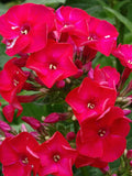 Scarlet Phlox Flower Seeds - Grow Beautiful Flowers Indoors, Outdoors, In Pots, Grow Beds, Soil, Hydroponics & Aquaponics flower seeds