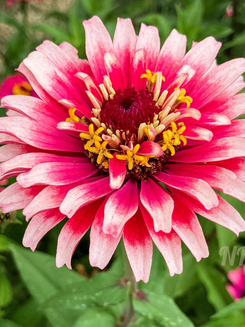 Zinnia Fiesta Mix Flower Seeds: Mazurkia & Macarenia Blend flower seeds