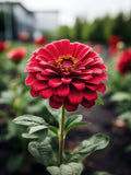 Red Zinnia Flower Seeds - Grow Beautiful Flowers Indoors, Outdoors, In Pots, Grow Beds, Soil, Hydroponics & Aquaponics flower seeds
