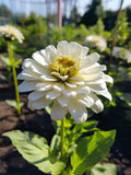 White Zinnia Flower Seeds - Grow Beautiful Flowers Indoors, Outdoors, In Pots, Grow Beds, Soil, Hydroponics & Aquaponics flower spore