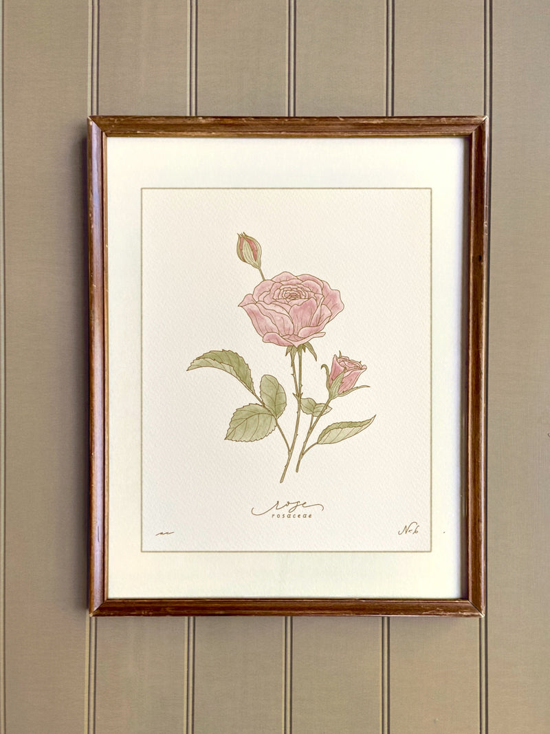 JUNE birth flower art print | hand drawn ROSE wall art | heirloom floral home decor birthday flower
