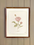 JUNE birth flower art print | hand drawn ROSE wall art | heirloom floral home decor birthday flower