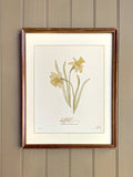birth flower art print MARCH | hand drawn DAFFODIL | heirloom nursery wall art birthday flower