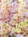 30 seeds Stock ÔIron Pastel MixÕ Matthiola incana seeds bulk