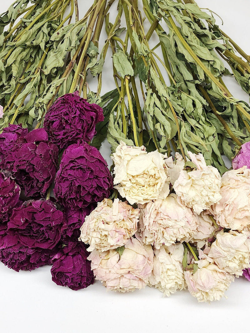 Dried Peony Blooms Ð Rustic Wedding & Home Decor FLOWER DELIVERY