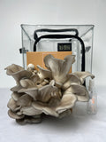 Mushroom Grow Kit Full Set - Nevada Blue Oyster Farm, Grow Tent, Hygrometer and Spray Bottle flower spore