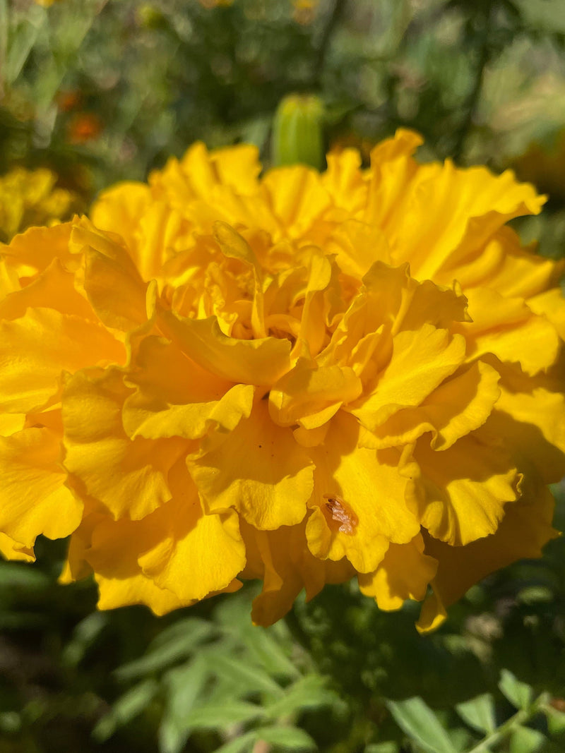 African Marigold | 25 or 50 Seeds flower spore