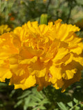 African Marigold | 25 or 50 Seeds flower spore