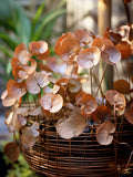 Money Plant Flower Seeds - Grow Beautiful Flowers Indoors, Outdoors, In Pots, Grow Beds, Soil, Hydroponics & Aquaponics flower seeds