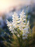 Cream Wild Indigo Flower Seeds - Grow Beautiful Flowers Indoors, Outdoors, In Pots, Grow Beds, Soil, Hydroponics & Aquaponics flower seeds
