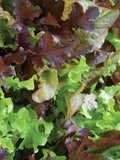 Gourmet Lettuce Mix | Organic Seeds seeds bulk