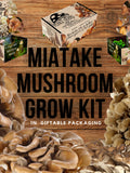 Miatake Mushroom Growing Kit - Grifola frondosa - DIY Spawn Spore Plugs Mushroom Grow Kit with gift Box - Indoor Fungi Cultivation flower spore