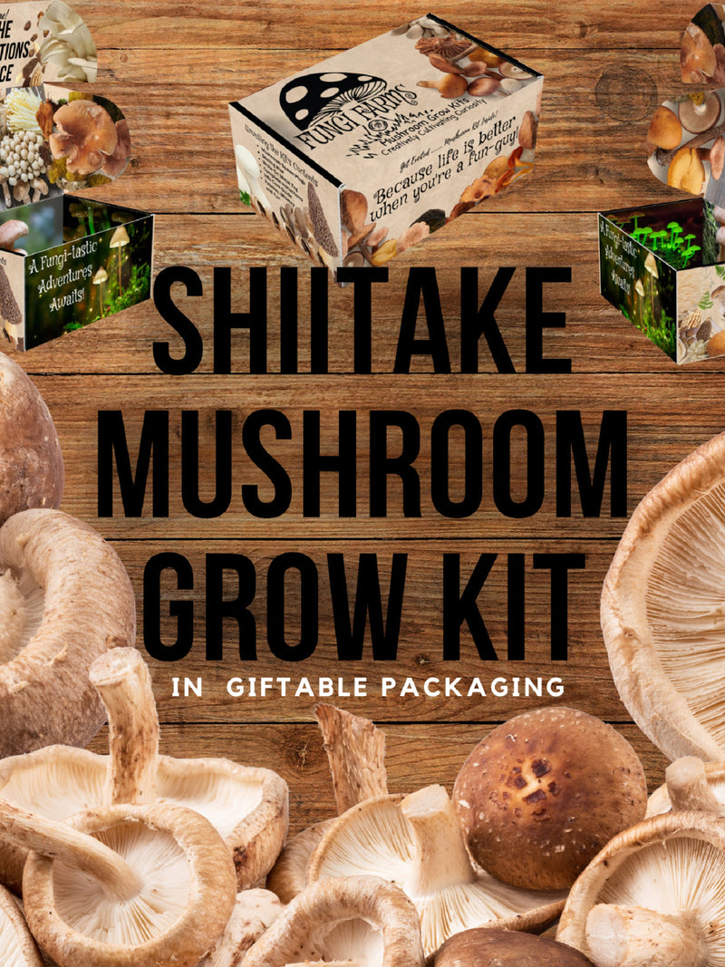 Shiitake Mushroom Growing Kit - Lentinula edodes - DIY Spawn Spore Plugs Mushroom Grow Kit with gift Box - Indoor Fungi Cultivation Copy flower spore