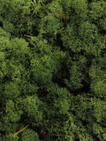 Artificial Moss | FOREST DARK GREEN - preserved reindeer moss for air plants, tillandsia, floristry, hanging basket, airplant decoration faux plants