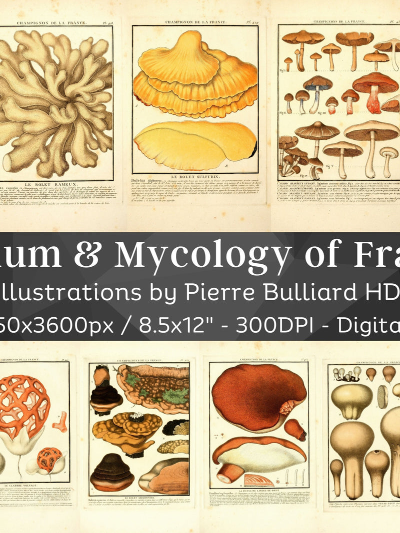 France Herbarium & Mycology 97 Botanical Illustrations V5 | Botany Fungi Medicinal Plant Mushroom Flower Painting Wall Art| Digital Download flower spore