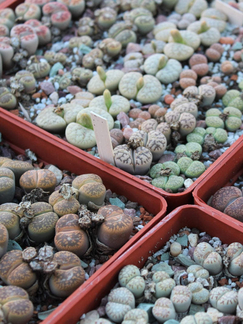 MIX LITHOPS SEEDS 1,000 pcs 2025y /approximately 50 species/ seeds bulk